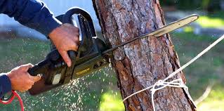 Trusted Conway, FL Tree Removal Services Experts