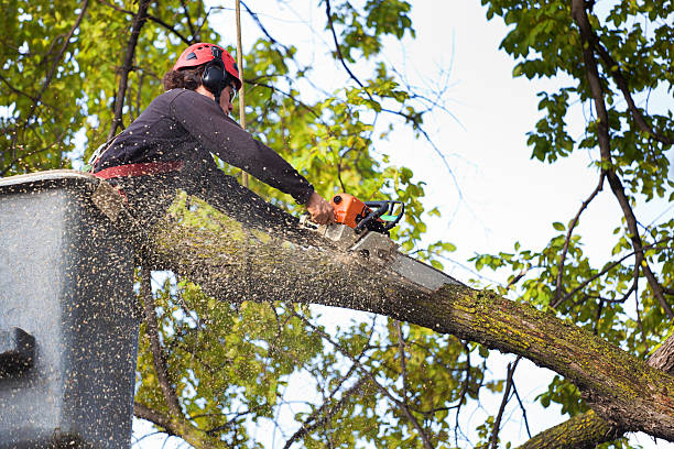 Leaf Removal in Conway, FL